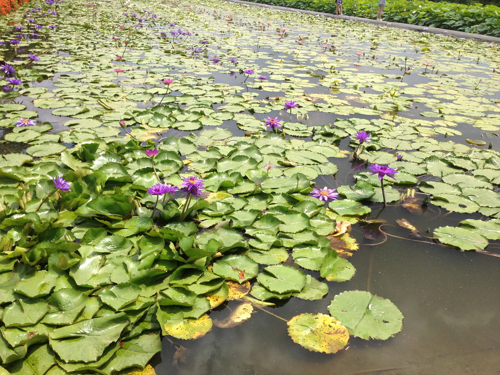 Lotus pond in Baihe District, used as context for the Baihe Lotus Park area
